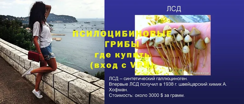 Галлюциногенные грибы Psilocybe  Советский 